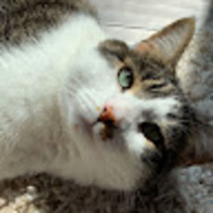 Meet your Posher, Stella